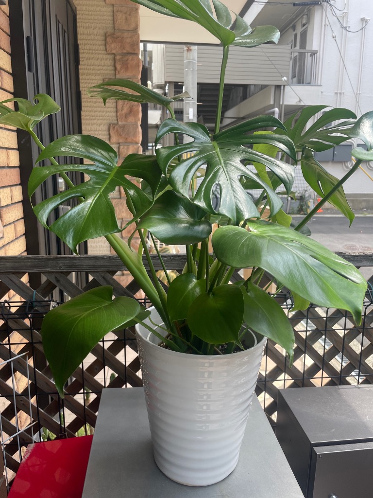 送料無料 観葉植物 モンステラ8号 鉢カバー付 立て札、メッセージ