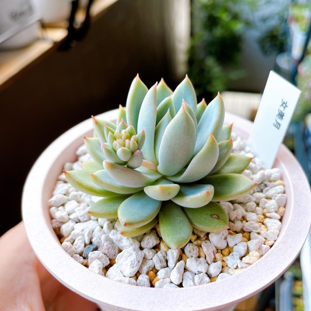 日本花キ流通 多肉植物 skエケベリア 女美月 多肉植物 エケベリア 7.5