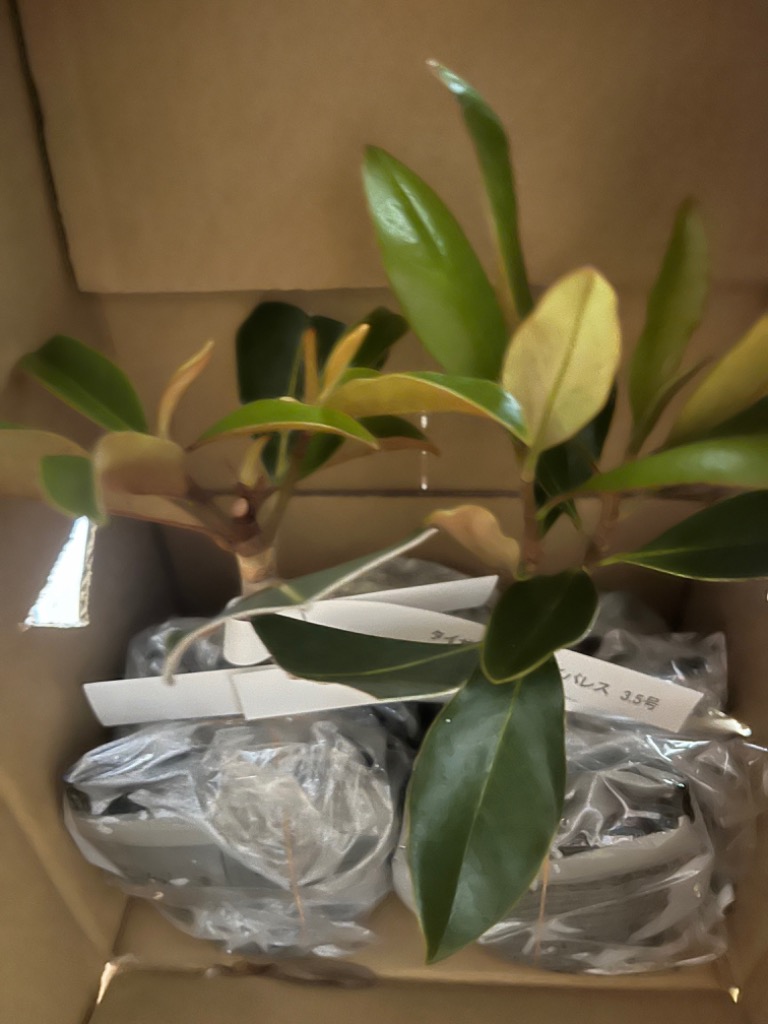 タイサンボク ケイパレス 苗木 3.5号ポット 挿し木苗 : エスフルール