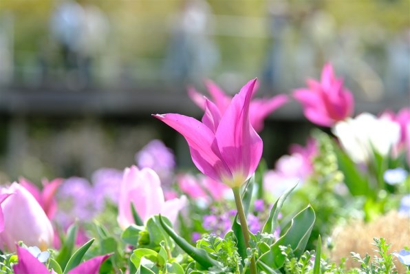 富士フイルム フジノンレンズ XF18-120mmF4 LM PZ WR投稿画像・動画