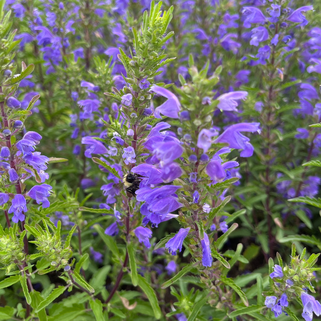 Blue Dragon – Revival Seeds