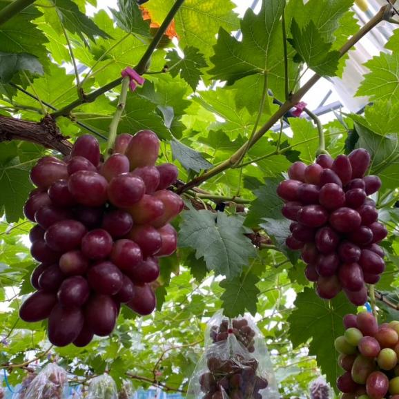 珠玉の幻！島根県産ぶどう「神紅」中下農園謹製_糖度20度以上_1.8㎏（3