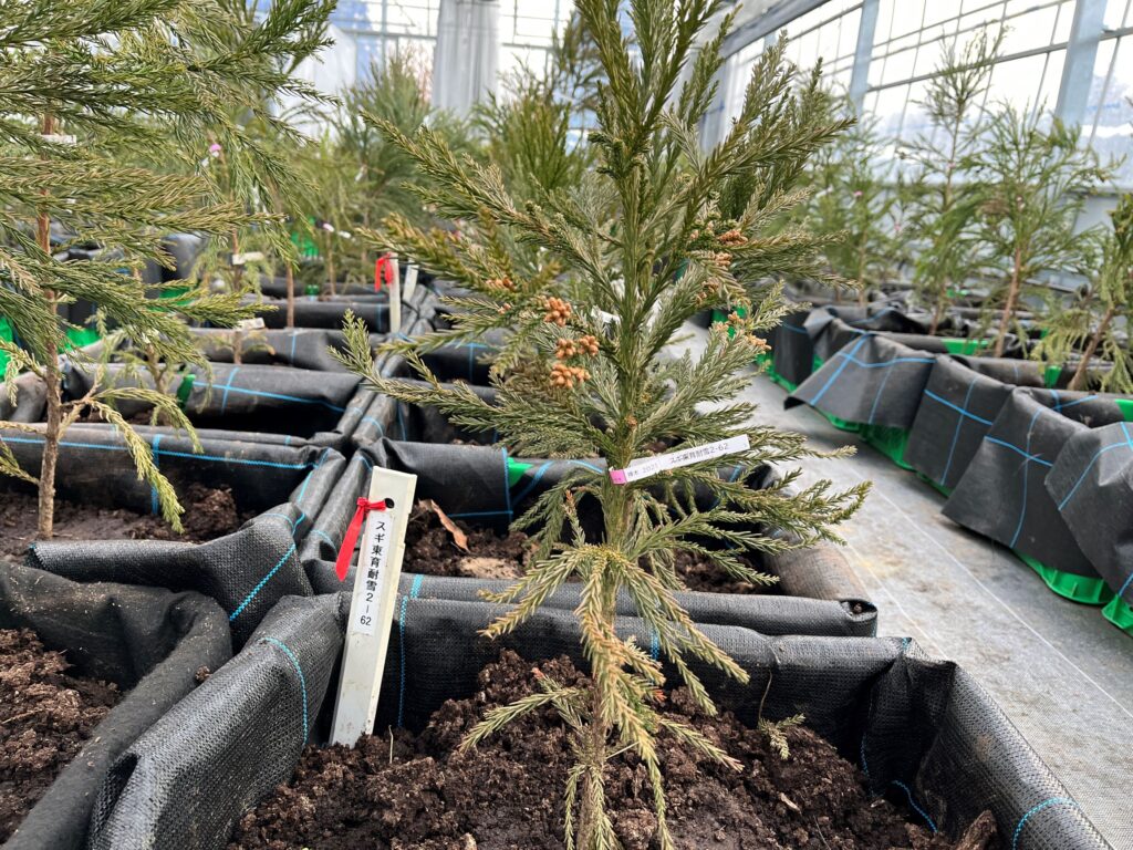 山形県内初の「閉鎖型採種園」が完成、スギ特定母樹の苗木を増産