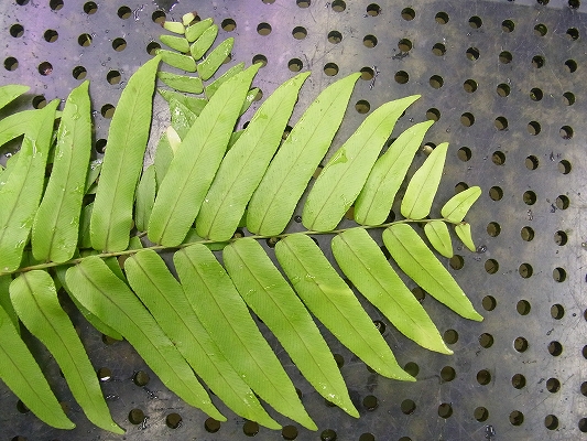 ホウビカンジュ 