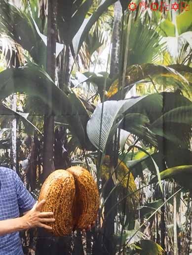 世界最大の種子・フタゴヤシの種子 Lodoicea maldivica