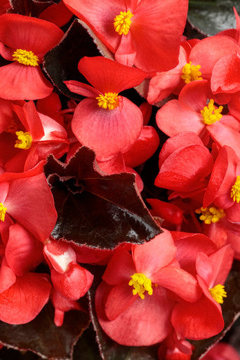 Begonia x hybrida 'Surefire® Cherry Cordial™' – Romence Gardens