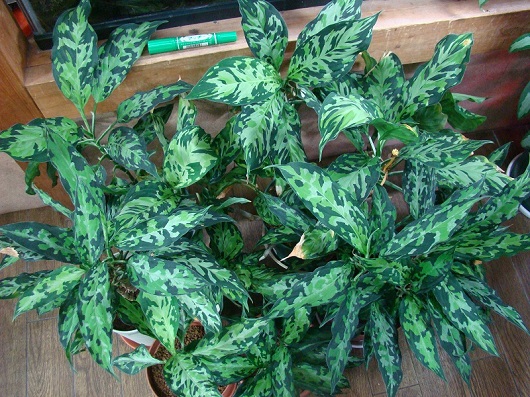 Roots”Web site(水草・水辺の植物・ジャングルの植物の販売・通販)