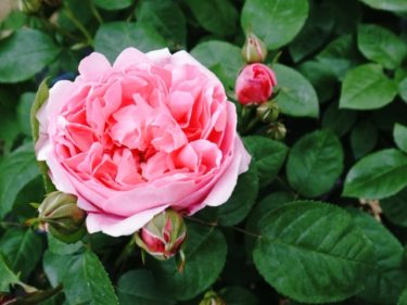 ロゼット咲き│rosemuseum.jp