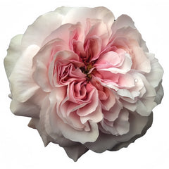 Princess Hoshiko Rose – Rosesplant