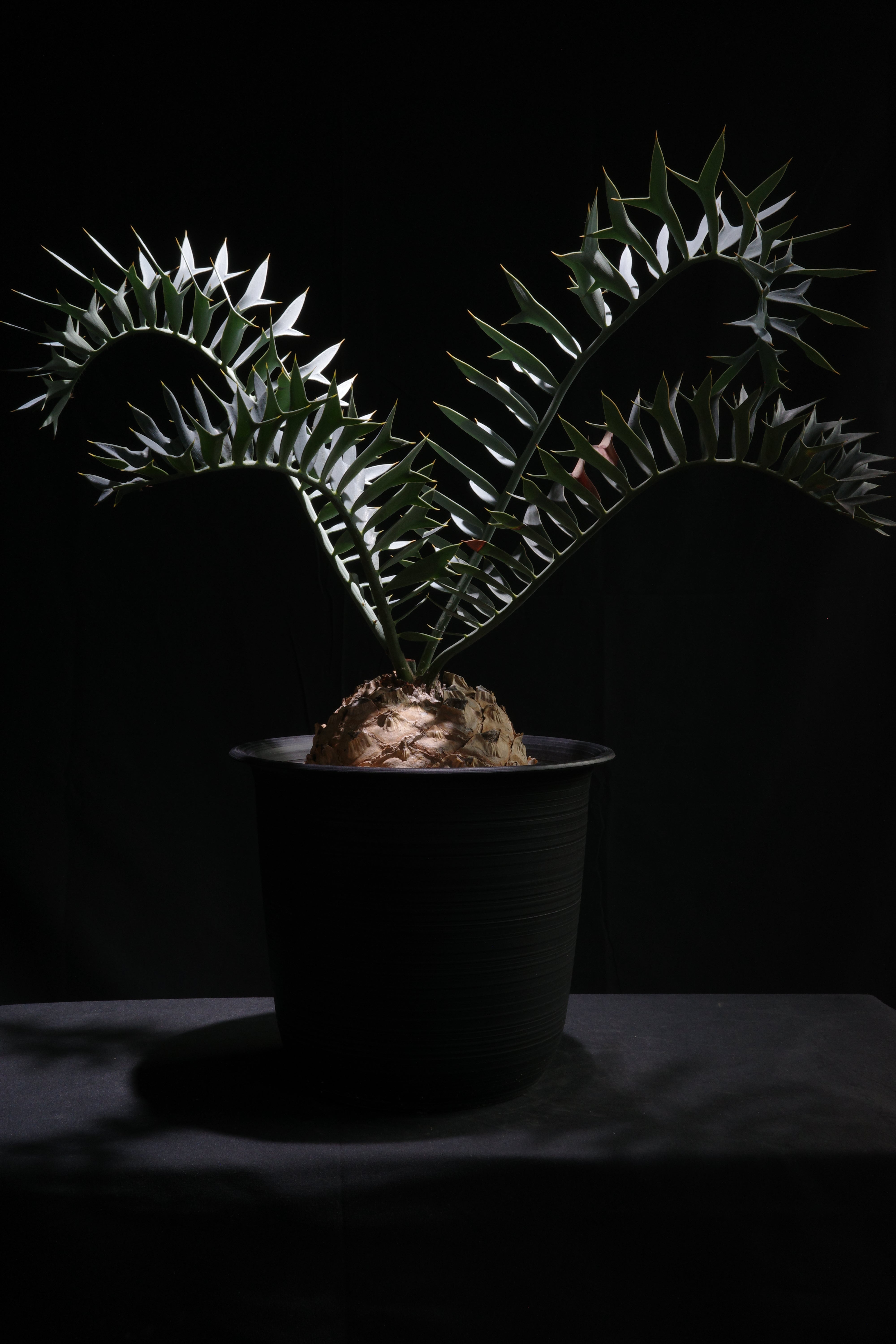 エンセファラルトス・ホリダス｜Encephalartos horridus – ROUTE