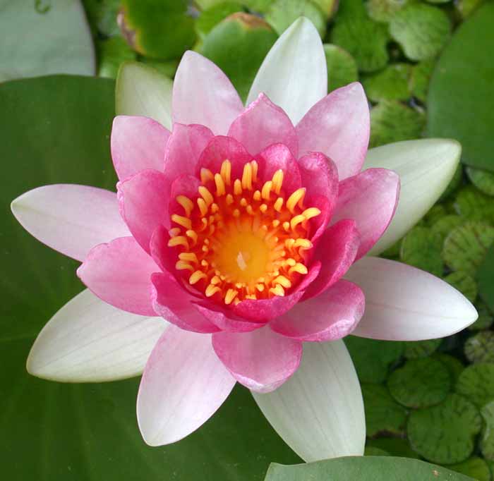 温帯種 スイレン 睡蓮 アトラクション【レヨンベールアクア】