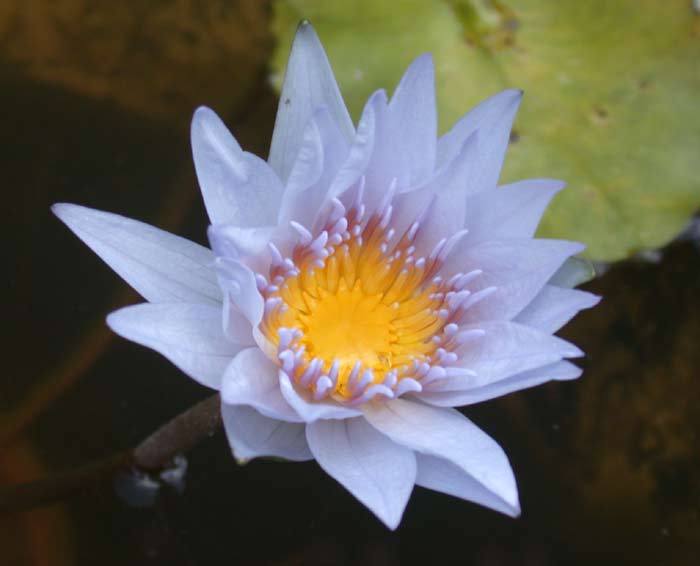 熱帯種 スイレン 睡蓮 ミセス.エドワード.ホワイタッカー【レヨン