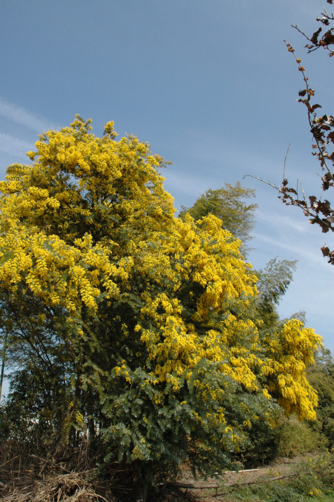 アカシアのサイズについて | 両筑プランツショップ