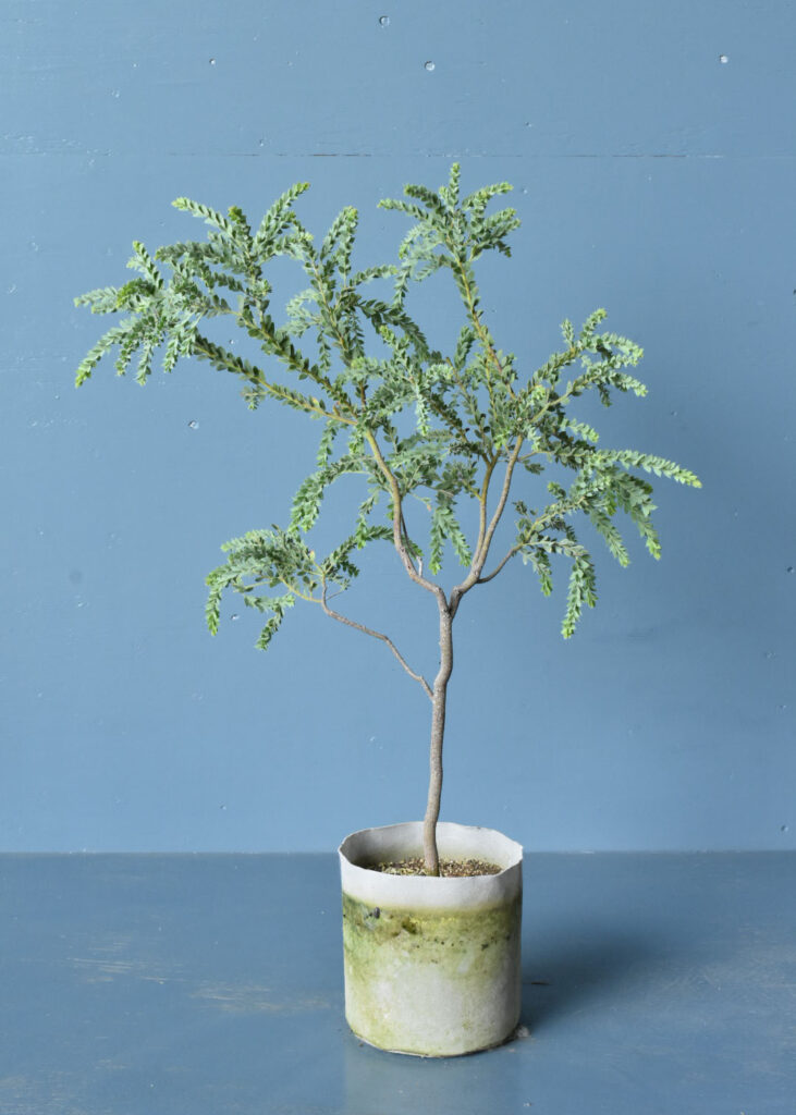 アカシア＝大きくなる ではありません。コンパクトで育てやすい