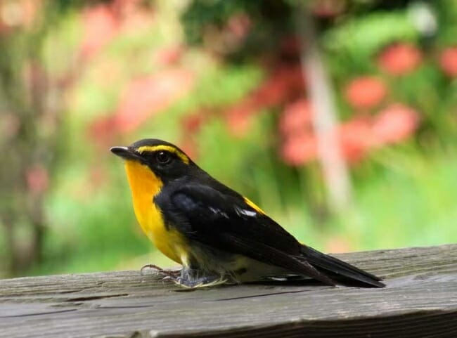 霧島温泉・旅行人山荘 | 珍しい鳥