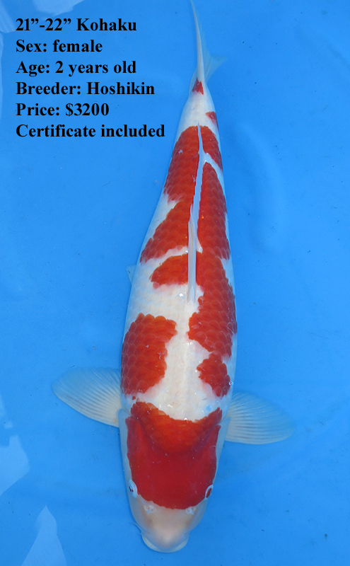 ♡Kohaku Kohaku | KND The Gamewizard Saga Wiki | Fandom