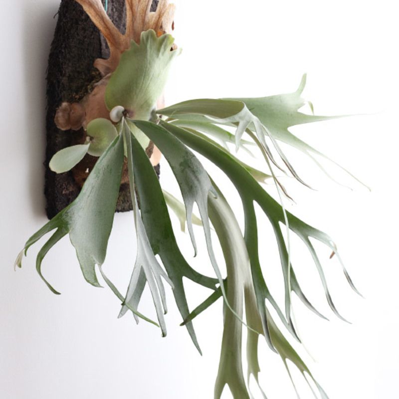 かっこいい！コウモリランを買うなら通販で | ひとはなノート