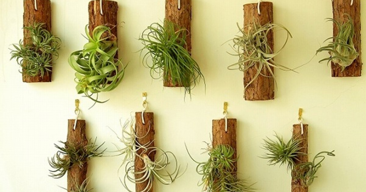 エアープランツと合わせたいナチュラルな流木！インテリアと通販3選の