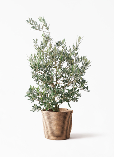 olive-picual-47_1.jpg?1735005023