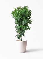 coffee-tree-87_1.jpg?1543596286