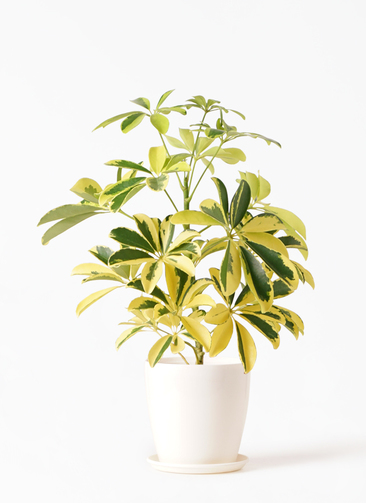 シェフレラ・カポック 約60cm 黒ポット シェフレラ・カポック 約60cm