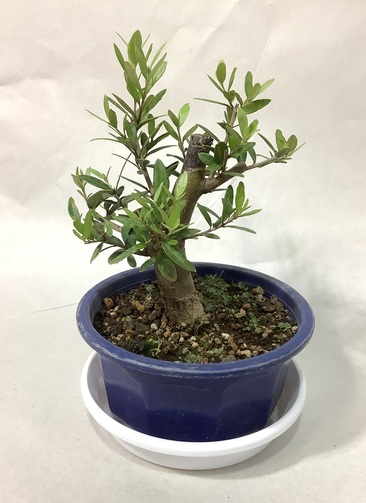 観葉植物 オリーブの木【25cm】5号 ひなかぜ 盆栽仕立て プラスチック