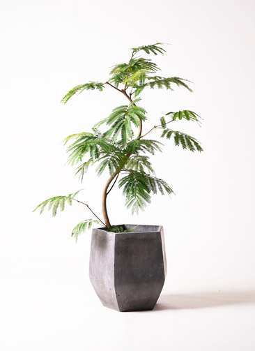 観葉植物 エバーフレッシュ 8号 曲り ファイバークレイ Gray 付き