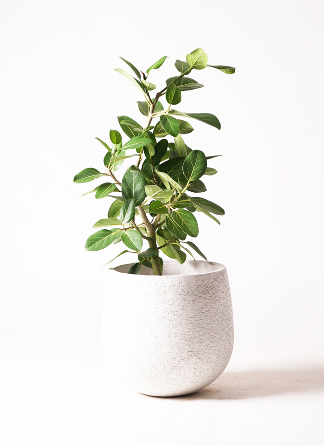 観葉植物 フィカス ベンガレンシス 7号 ストレート テラニアス