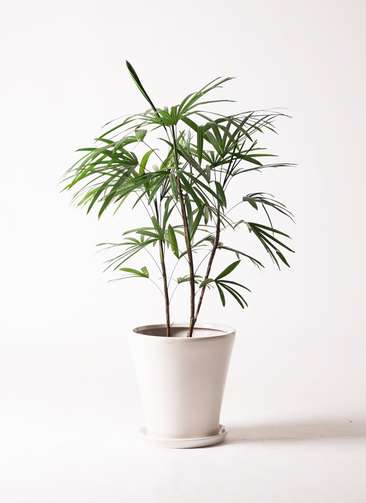 観葉植物 シュロチク（棕櫚竹） 8号 サブリナ 白 付き | 観葉植物なら
