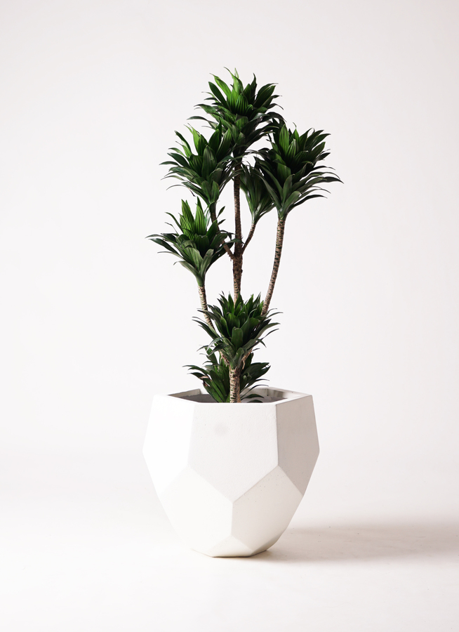 観葉植物 ドラセナ コンパクター 8号 竹バスケット 付き | 観葉植物