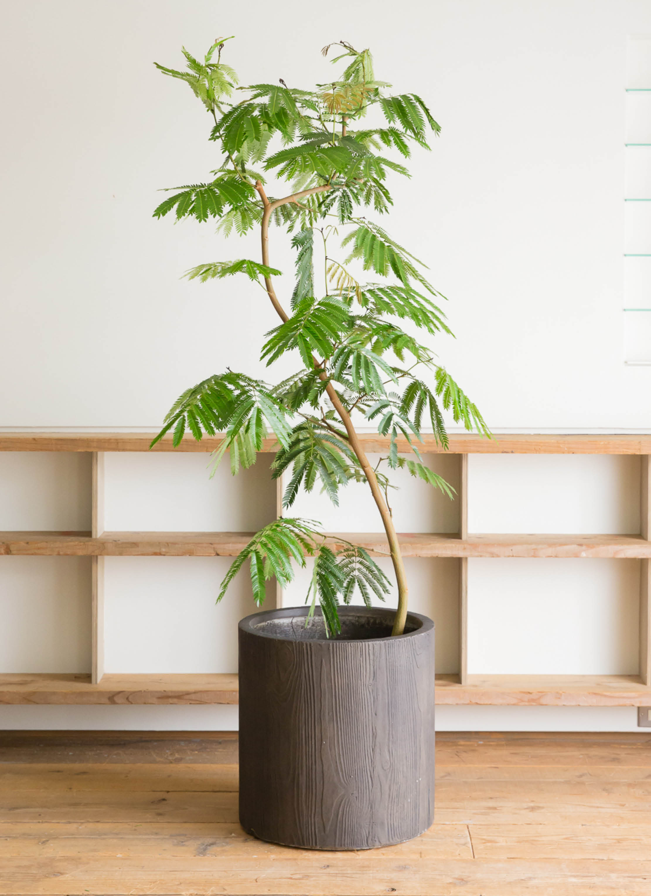 観葉植物 エバーフレッシュ 10号 曲り 竹バスケット 付き | 観葉植物