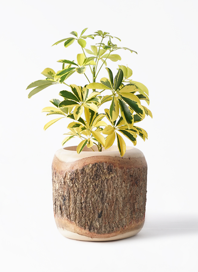 観葉植物 カポック（シェフレラ）4号 斑入り プラスチック鉢 | 観葉