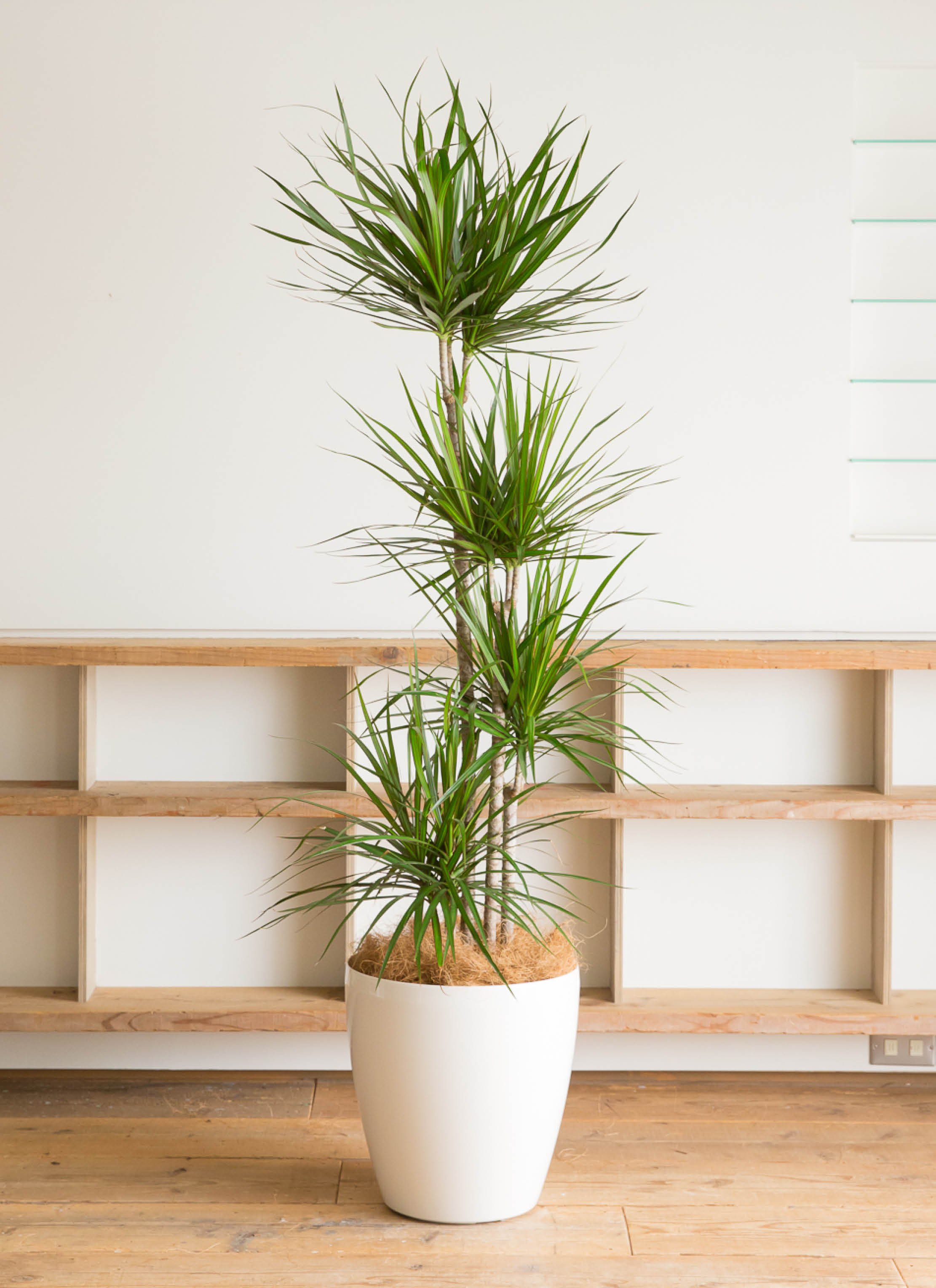 観葉植物 ドラセナ コンシンネ 10号 寄せ ラスターポット 付き | 観葉