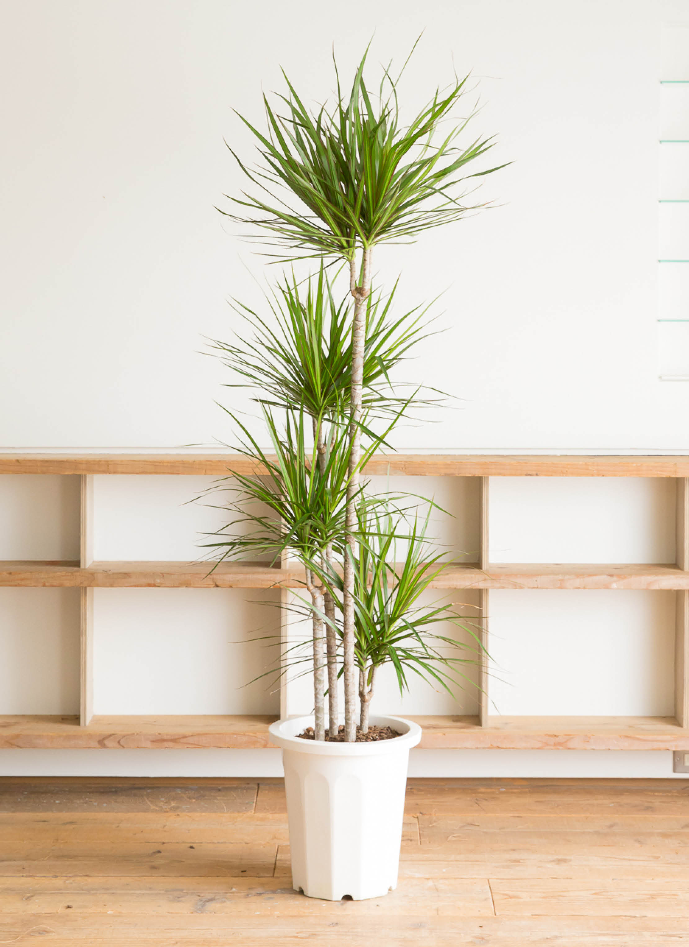 観葉植物 ドラセナ コンシンネ 10号 寄せ プラスチック鉢 | 観葉植物