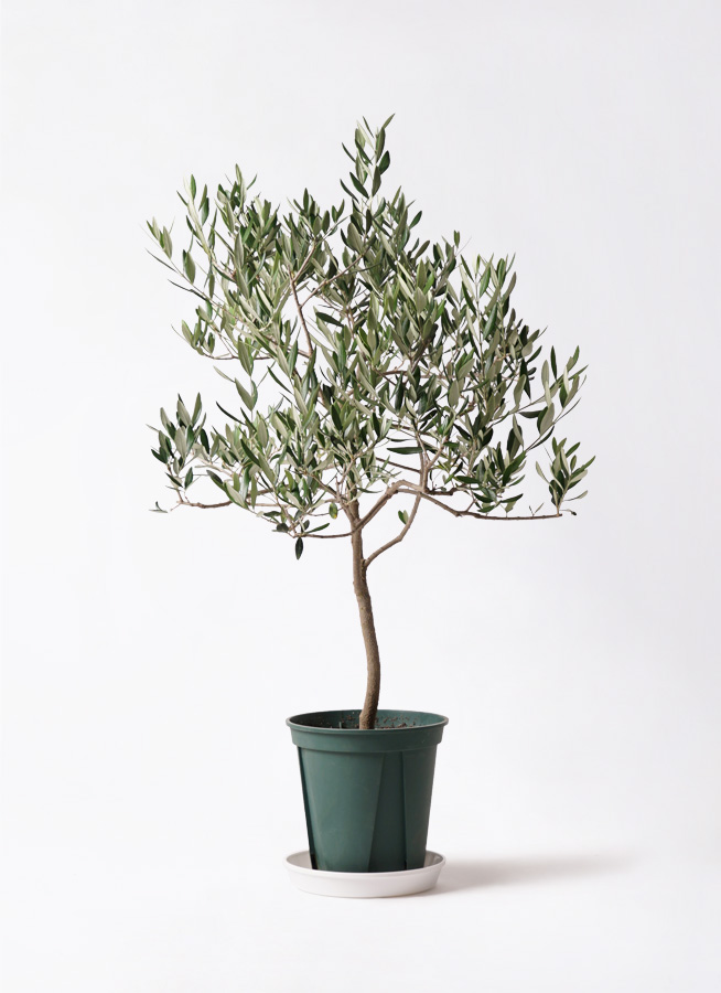 観葉植物 オリーブの木 8号 ハーディーズマンモス アートストーン