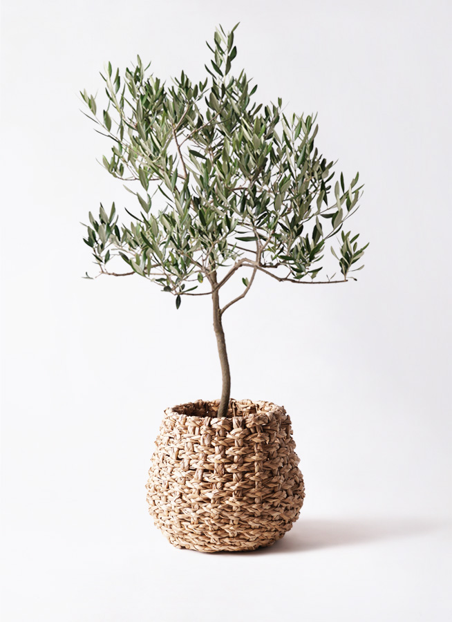 観葉植物 オリーブの木 8号 ハーディーズマンモス アートストーン