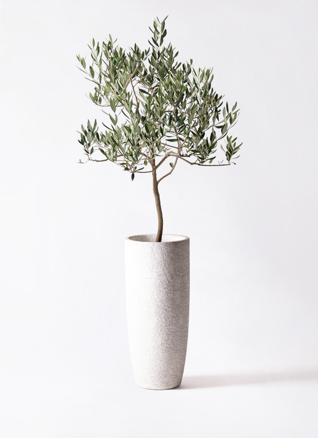 観葉植物 オリーブの木 8号 ハーディーズマンモス アートストーン