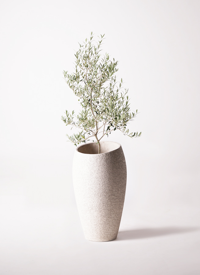 観葉植物 オリーブ 8号 アルベキーナ ファイバークレイ Gray 付き