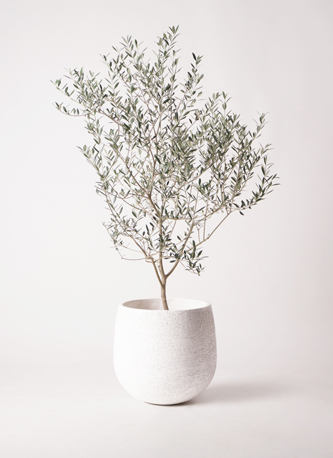 観葉植物 オリーブの木 8号 カヨンヌ エコストーンwhite 付き / 小倉園