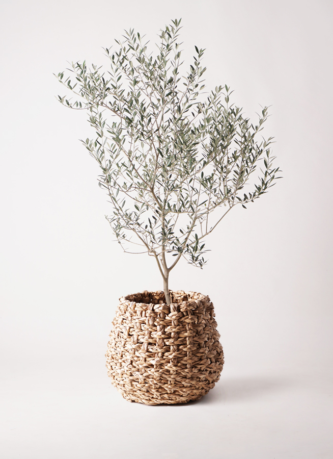 観葉植物 オリーブの木 8号 カヨンヌ エコストーンGray 付き / 小倉園