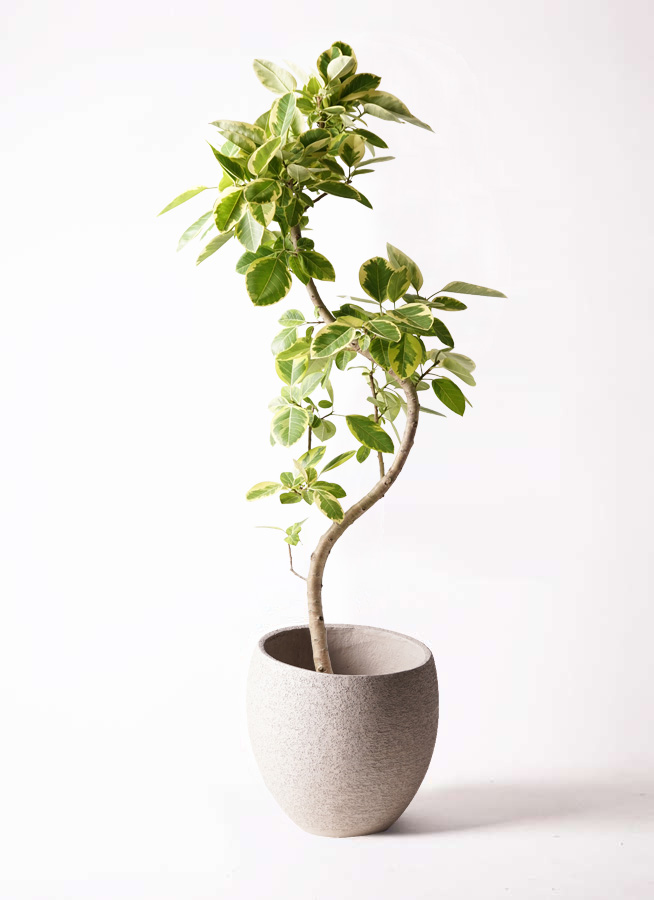 観葉植物 フィカス アルテシーマ 10号 曲り プラスチック鉢 | 観葉植物