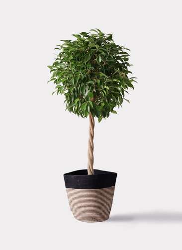 観葉植物 フィカス ベンジャミン 8号 玉造りリブバスケットNatural and