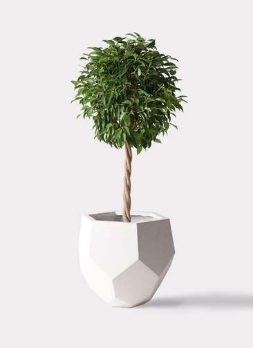 観葉植物 フィカス ベンジャミン 8号 玉造りポリゴヘクサ 白 付き