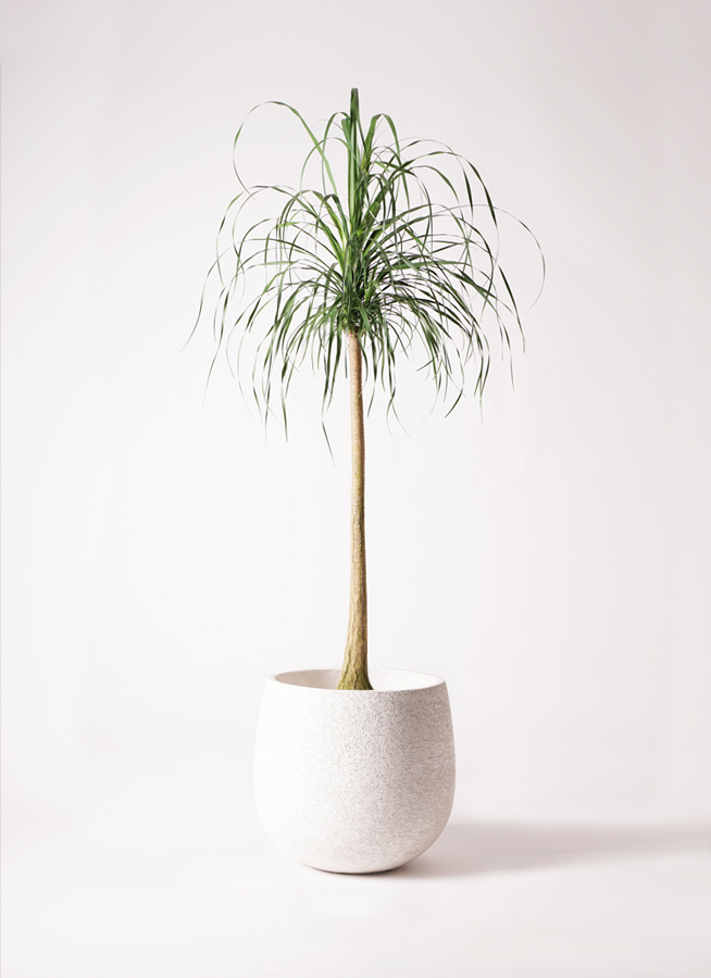 観葉植物 トックリラン ポニーテール 10号 エコストーンLight Gray