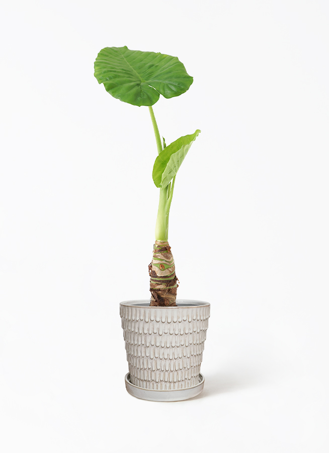 観葉植物 アロカシア 4号 オドラ（クワズイモ） クラッツ ウロ