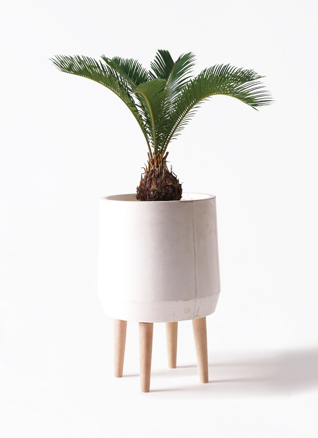 観葉植物 ソテツ 6号 プラスチック鉢 | 観葉植物ならHitoHana(ひとはな)