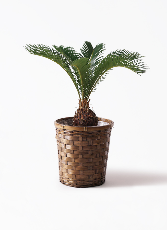 観葉植物 ソテツ 6号 プラスチック鉢 | 観葉植物ならHitoHana(ひとはな)