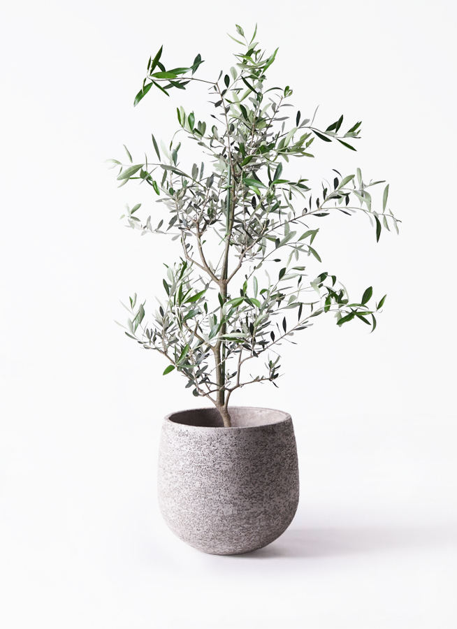 観葉植物 オリーブの木 8号 コレッジョラ アートストーン ラウンド