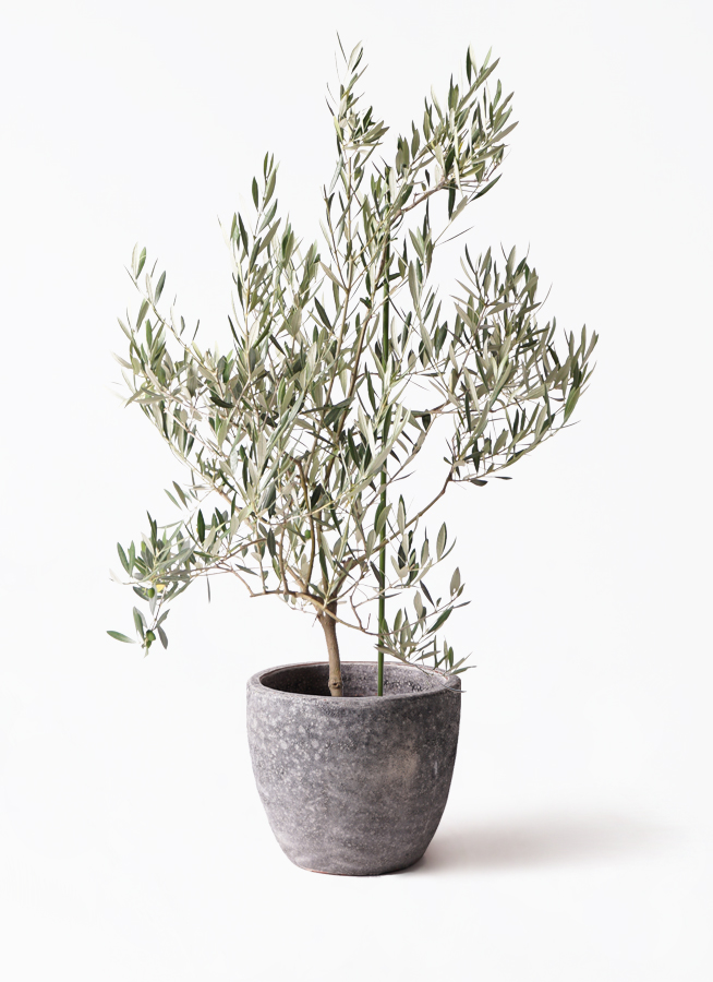 観葉植物 オリーブの木 8号 オヒブランカ アートストーン ラウンド