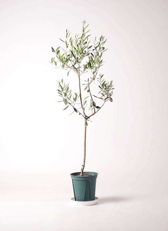 観葉植物 オリーブの木 8号 カラマタ ファイバークレイ Gray 付き